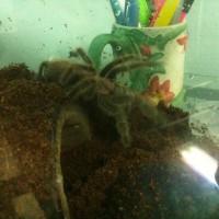 Shelob