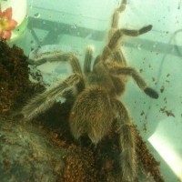 Shelob