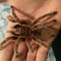 Shelob on my hand