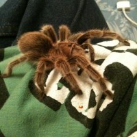 Shelob on my arm