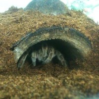 Shelob grooming herself in her hide