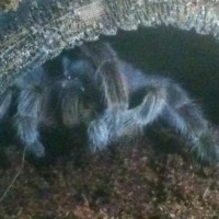 Shelob grooming