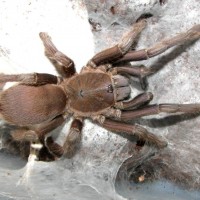 Chilobrachys sp mature female