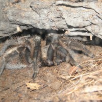 Grammostola?