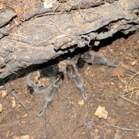 Grammostola?