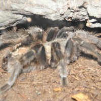 Grammostola?