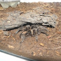 Grammostola?