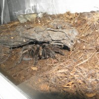 Grammostola?