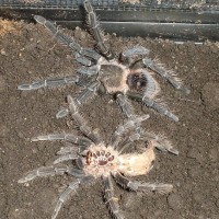 Lasiodora Parahybana after molt