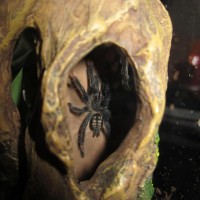 Psalmopoeus irminia juvie