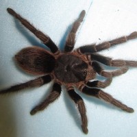 thrixopelma pruriens- Think not