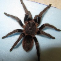 thrixopelma pruriens- Think not