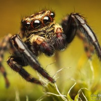 Pseudeuophrys lanigera jumping spider