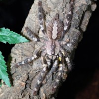 Poecilotheria regalis