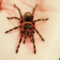 G. Pulchripes