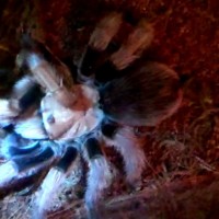 Aphonopelma Chalcodes Desert Blond