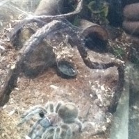 Female G.rosea exploring her home