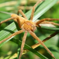 Nursery Web spider