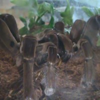 Theraphosa Stirmi