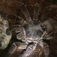 Theraphosa Stirmi