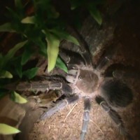 Lasiodora Parahybana