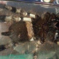 P. Regalis