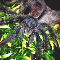 Avicularia Avicularia