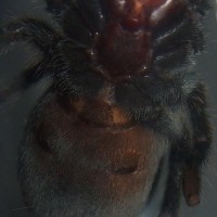 G.Pulchra