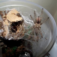 Freshly molted P. cambridgei