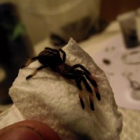 P. irminia unpacked