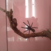 P. irminia Sunny