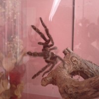 P. irminia Sunny