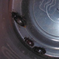 beetles in crix tub