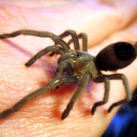 Juv. Aphonopelma ??