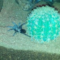 B. Vagans 2.5 inch