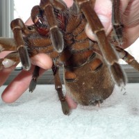 Female Theraphosa