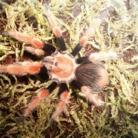 Our Tarantulas and Paintings