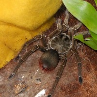 T. Stirmi