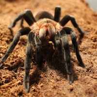 Brachypelma Vagans Nomming