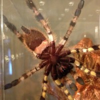 P. regalis