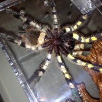 P. regalis