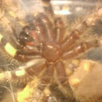 P. regalis #1