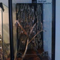 A. versicolor  enclosure