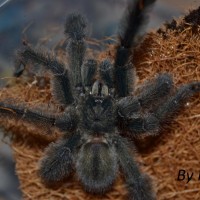 Psalmopoeus irminia