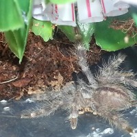 P. regalis