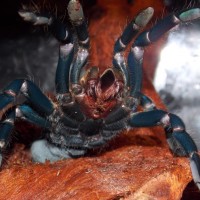 Haplopelma lividum