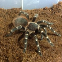 Acanthoscurria brocklehursti or geniculata?,