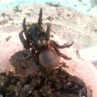 Eucteniza stolida trapdoor spider