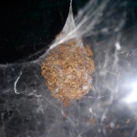 Tegenaria duellica eggsac