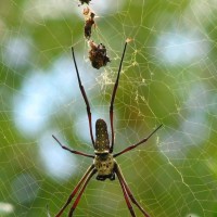 Nephila ?